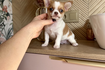 Мальчик чихуахуа