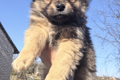 Щенок шпиц дворянин мальчик ищет любящую семью