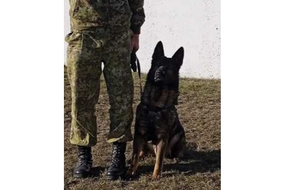 Немецкая овчарка, кобель, 5 лет, зонарного окраса, хорошие охранные к,