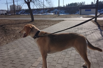 Продажа русских гончих