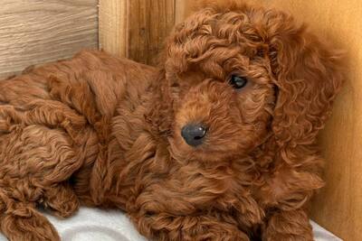 Той-пудели, мальчик и девочка