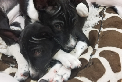 Щенки Басенджи