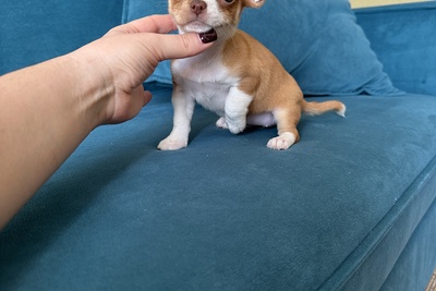 Девочка чихуахуа