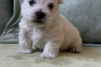 Щенки Вест халенд- уайт-терьер