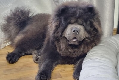 Щенки чау-чау