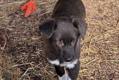 Щенок в дар