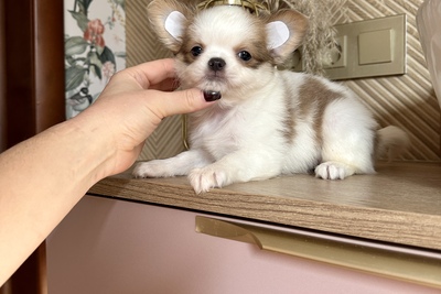 Девочка чихуахуа