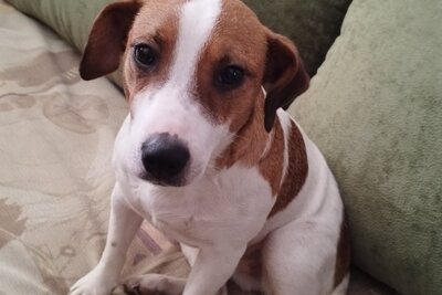 Малышка ищет дом