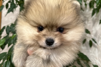 Посеранский шпиц