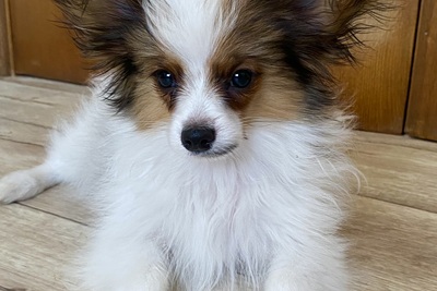 Папильона щенок