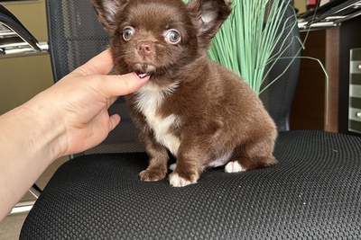 Шоколадный мальчик чихуахуа