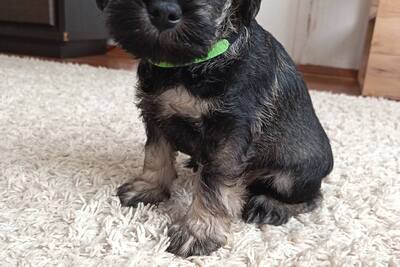 Щенок цвергшнауцера