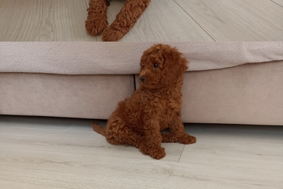 Щенки той пуделя