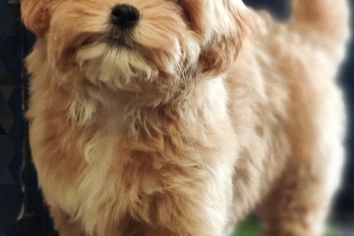 Мальтипу девочка. Цена в рублях.