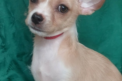 Щенок чихуахуа