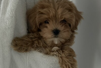 Мальтипу мини девочка