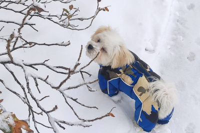 Потеряна собака вознограждение 150$