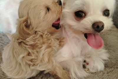 Мальтипу f1 пудель /мальтийская болонка