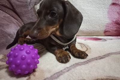 Таксы мини, мальчики с родословными!