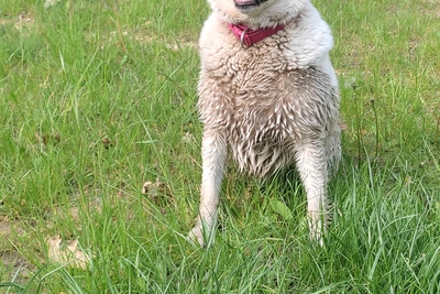 Собака ищет семью