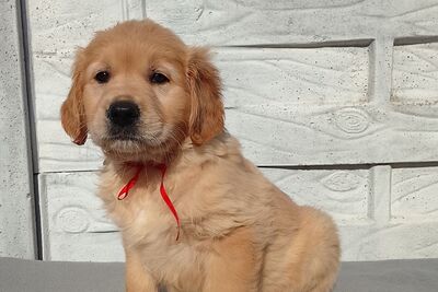 Щенки золотистого ретривера