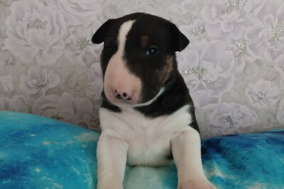 Бультерьера щенки