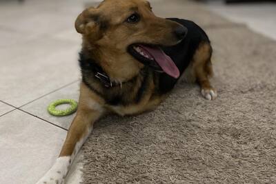 Собака ищет дом