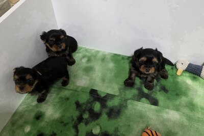 Щенки йоркширского терьера