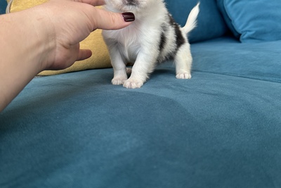 Мини девочка чихуахуа