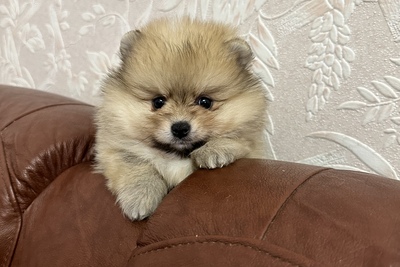 Померанский шпиц