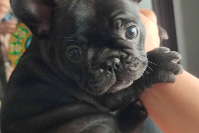 Щенок французского бульдога от чемпионов