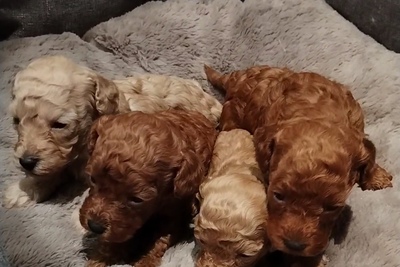 Пудель карликовый /той с родословной