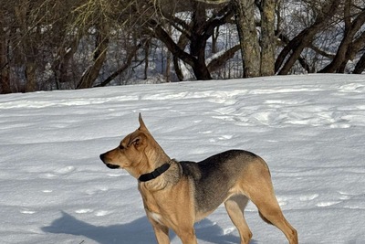 Собака в добрые и заботливые руки