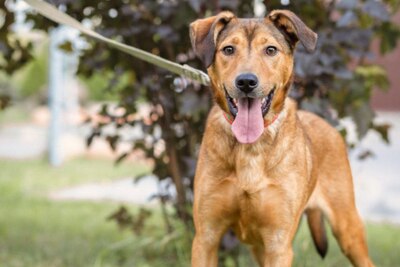 Собака в добрые руки