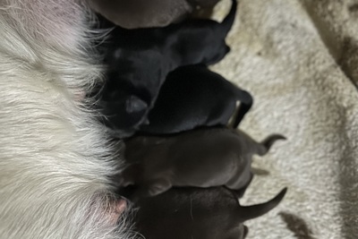 Чистокровные щенки лабрадора