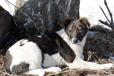 Щенок в добрые руки