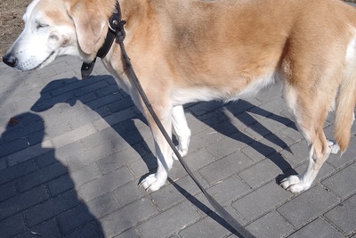 Продажа русских гончих