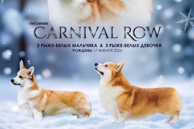 Щенки вельш корги пемброк от лучших представителей своей породы