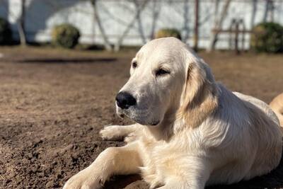 Золотистый ретривер, подрощенный мальчик