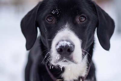 Собака в добрые и заботливые руки