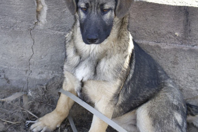 Щенок в добрый руки