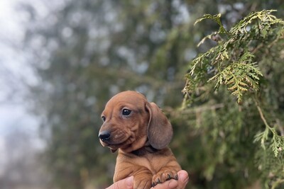 Щенки таксы