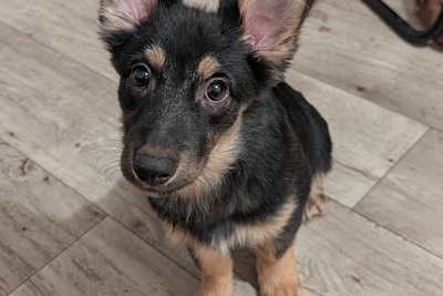 Привитый щенок в хорошие руки СРОЧНО