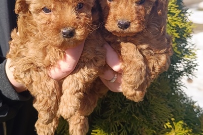 Щенки той пуделя