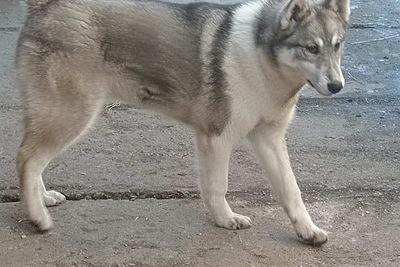 Западно-сибирская лайка