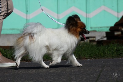 вязка кобель папильона