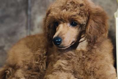 Пудель той, миниатюра