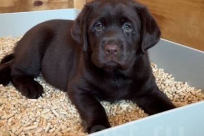 Шоколадные щенки лабрадора из питомника