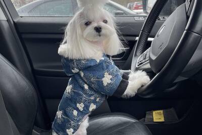 Мальтийская болонка Мальтезе