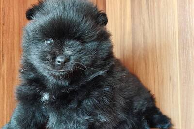 Мальчик померанского шпица